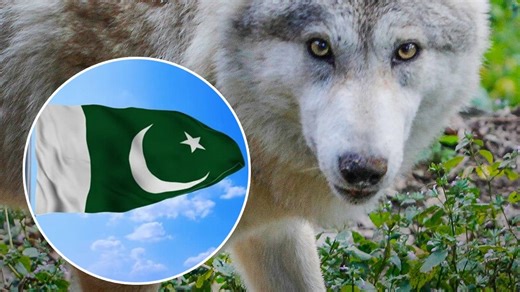 Pakistan में तेज़ी से क्यों घट रहे भेड़िए?