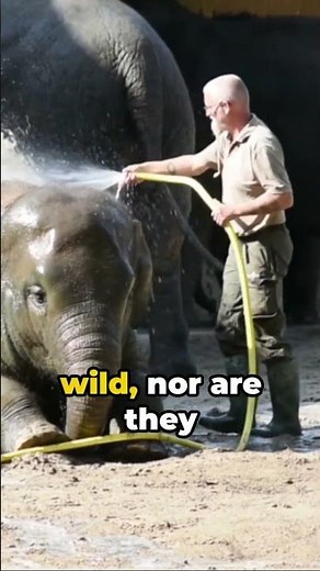 Do Elephants REALLY Love Peanuts? | Elephant Myths