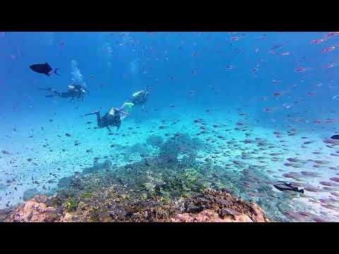 Slender Cardinalfish (Rhabdamia gracilis) school at Zodiac in the Similan Islands