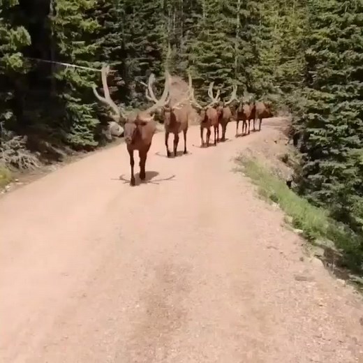 121K views · 3.9K reactions | Awesome footage!  James Mason #elk #elkhunting #bullelk #whitetailhunting #trailcamera #whitetail #bigbucks #bowhunting #bowseason #deerhunting #deerseason #animals #nature #wildlife #camo #huntinglife #hoyt #greatoutdoors #duckhunting #waterfowl | Moose Wonderers | Facebook
