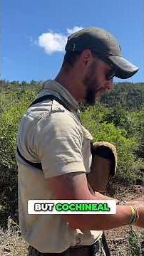 Have you heard of cochineal?