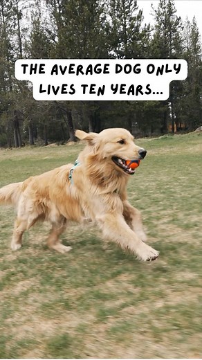 Your dog only gets 10 summers. 10 birthdays. 10 Christmas mornings. 10 years to give you a lifetime of love. No second chances. No do-overs. Just 10. If you’re lucky… you’ll get all of them. So take the walk. Say “good dog.” Let them on the couch. Celebrate everything. Because one day… you’ll wish for just one more. 👇 Drop a ❤️ if you’re in your 10. Tell us what year you’re on — or what you’d give for just one more. @fidosbark #fidosbark #dogsarefamily | Fido's Bark