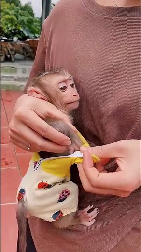 Tiny Baby Monkey Gets Dressed! 🐵💛 Cutest Moment Ever #shorts