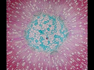 non toxic microscope slide Making - microtechnique