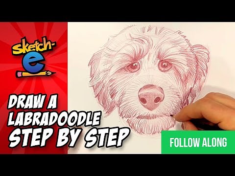 how to draw a labradoodle