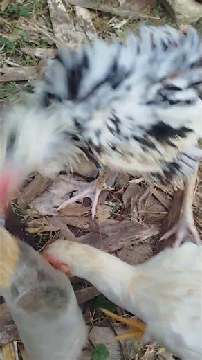 Ayam Pitik walik keluar kandang #shortvideo #pitikwalik #pitikblorok #ayamkampung