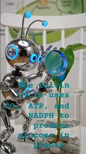 The Calvin Cycle uses CO₂, ATP, and NADPH to produce glucose in plants. #cellularmetabolism