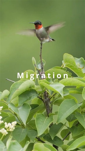The Moment a Hummingbird Arrived After Crossing Two Continents #shorts #amazing