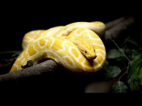 Golden Albino Python Resting in the Shadows | Mesmerizing Snake Close-Up