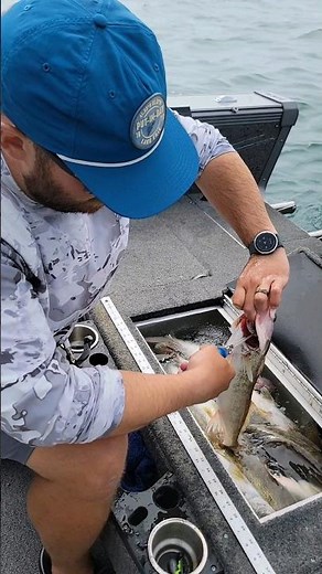 How I BLEED Walleye! #fishing #walleye #walleyefishing #fish #bassfishing #outdoors #lakelife