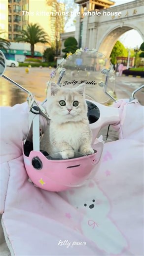 Cute kitten moments #cat #cute #shorts