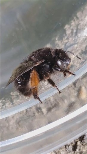 a Stationary Flower Bee