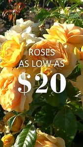 Spring has arrived, bringing the perfect opportunity to refresh your garden with timeless beauty. Our Spring Garden Gala: The Encore Event showcases an extraordinary selection of plants on sale, including roses starting at just $20. Explore the collection today! | Jackson & Perkins