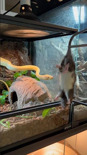 My Carpet Python's Feeding Technique Is INSANE! 🤩🐍 #snake #reptile #shorts