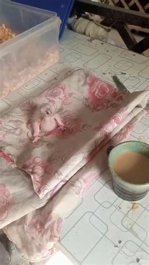 Best way to feed Sun Conure for hand tame #birds #birdslover #sunconure