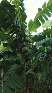 A closeup of banana bush at the plantation , Banana Plant Cultivation Stock Video