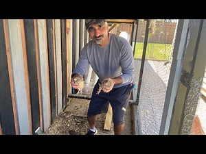 Backyard Quail Aviary-Urban Quail Aviary Design-Raise Quail in Backyard in City-Quail Outdoor Aviary