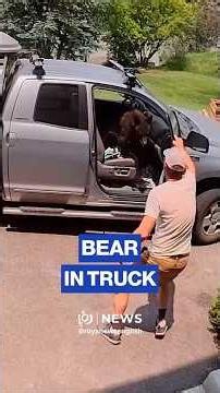 Man finds bear sitting casually in truck