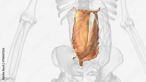 The transverse mesocolon is a broad, meso-fold of peritoneum . Stock Video