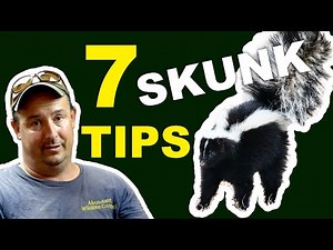 HOW to REMOVE and Repelle SKUNKS 7 tips