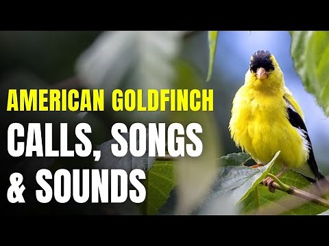 American Goldfinch - Common Songs, Calls and Sounds