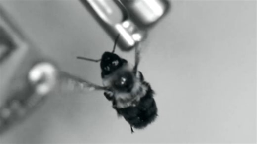 How do busy bees avoid overheating from flying? New measurements could help predict pollinators’ ability to withstand climate change. Learn more: https://scim.ag/4c2FV7V | Science