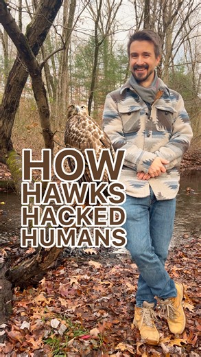 Sam | Naturalist | Nature Education | How hawks hack human behavior! 🦅💡 Hunting isn’t easy — most hawks only catch prey about 20% of the time. But the clever Red-tailed Hawk... | Instagram