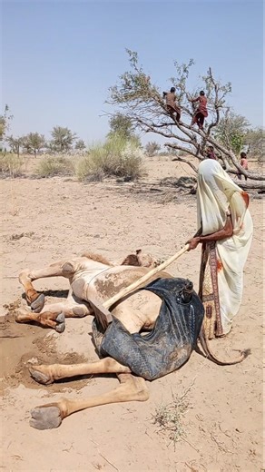 رحمة امرأة تعيد الحياة إلى الجمل في حرّ الصحراء