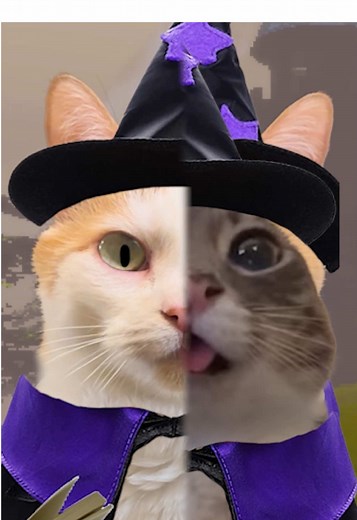 Rigby Cat and Chill Cat Guy's Wizardly Adventure