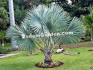 Bismarck palm, Bismarckia nobilis: sadzenie, uprawa 🌿 Wszystko O Ogrodnictwie I Projektowania Ogrodów - 2025