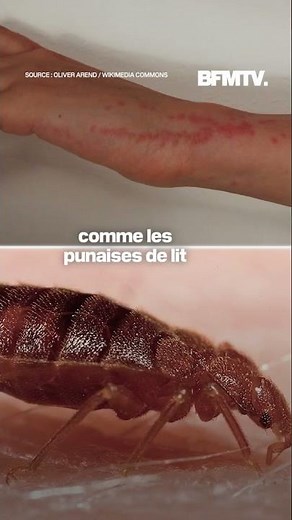 Punaises de lit: comment ne pas les confondre avec d'autres insectes