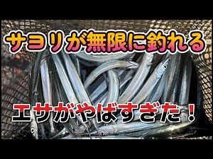 サヨリが無限に釣れる エサがガチで凄すぎた