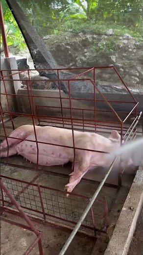 Beginner Pig Farm Setup on Small Land – Maximum Profit! #PigFarmSetup #PigFarming #Viral