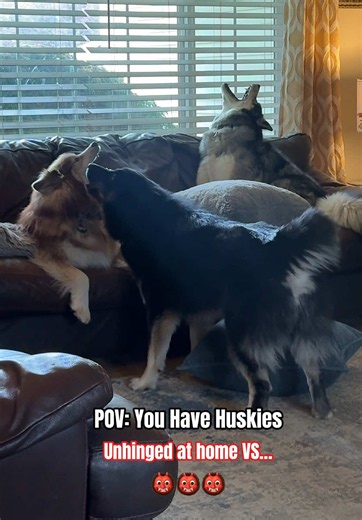 My huskies unhinged at home vs… #dogsoftiktok #siberianhusky #dogs #husky #sniffspot