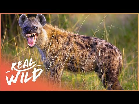 Who Is The Ultimate Hunter in The Animal Kingdom? | Animal Special Forces | Real Wild