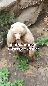 Top 10 rarest crossbreed animal