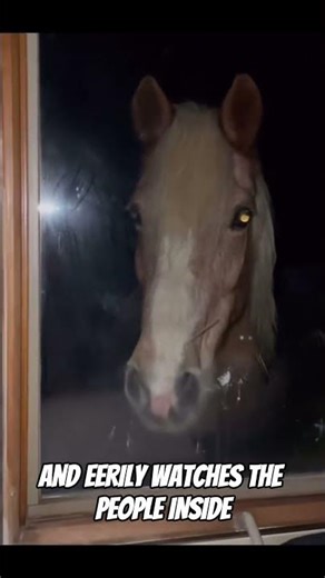 Top 5 Animals That Secretly Stalked Humans