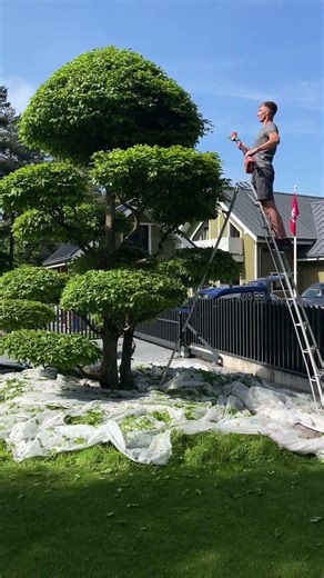 Pruning Carpinus Betulus — Shaped Hornbeam Topiary (Skroblo formavimas) | Sodo Linija