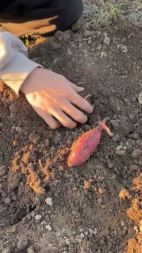 Ipomoea Batatas Growth Algorithm & Tuber Yield Maximization 🌑🍠🌱