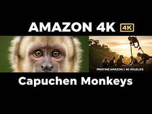 Relaxing Walk in the Amazon Rainforest 4K | Capuchin Monkeys Wake Up | Pristine Forest Sounds