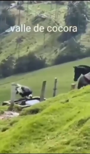 #Envideo 🦅Un cóndor andino, también conocido como cóndor de los cerros fue visto en el Valle del Cocora. El animal es catalogado como símbolo nacional y se han realizado acciones para su conservación. Cabe recordar que este año, la Unión Internacional para la Conservación de la Naturaleza, UICN, reportó esta majestuosa ave en situación de alerta como una especie en peligro de extinción debido a la disminución de su población no solo en Colombia sino a nivel mundial. El grupo de visitantes que e