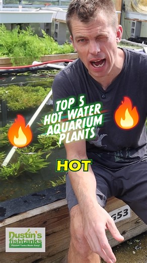 TOP 5 🔥 HOT WATER AQUARIUM PLANTS!!! Here it is folks, for you Discus keepers out there. Here are the perfect aquarium plants that can withstand and thrive in HOT TEMPS. Here they are! Did something not make my list that is a HOT WATER PLANT? Shop Now! TANK ON! 👇 Hygrophila Stricta (Red Stem UNIQUE Plant) 👇 https://dustinsfishtanks.com/products/bf-hygrophila-stricta-red-stem-unique-plant?variant=31270657785989 SWORDS 👇 https://dustinsfishtanks.com/collections/summer-sword-saving-sale VALLISN