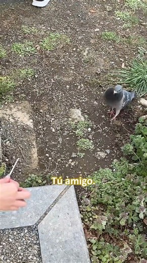 La "abuelita" Yuzu Chan nos regaña por alimentar a las palomas👵🏻 #japon #sakura #hanami | Aruberuto Makoto