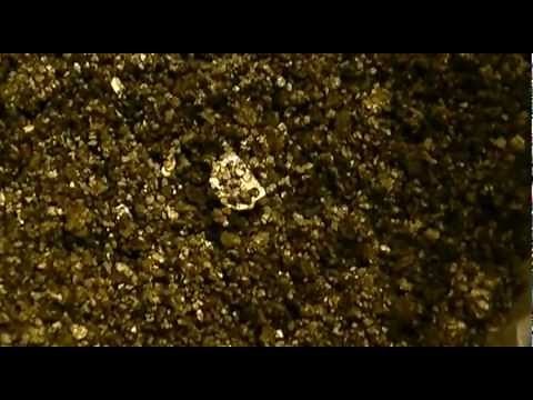 Cute tiny newborn baby crickets just hatched!!