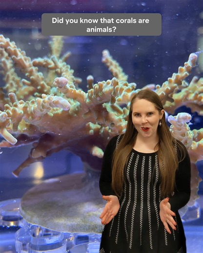 Did you know that coral is an animal?! Within the next 25 years, 90% of coral reefs could be destroyed due to climate change. Learn how scientists are using nanotechnology to save the corals and fight bleaching: https://www.asbmb.org/asbmb-today/science/040324/cities-under-the-sea. #coralreef #marinebiology #biochemistry #nanotechnology #globalwarming | American Society for Biochemistry and Molecular Biology | Facebook