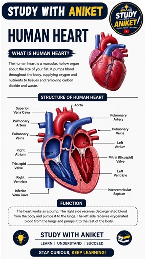 🫀 Human Heart Anatomy Explained | Structure & Function of Human Heart | BPT 1st Year