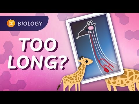 Nerdfighteria Wiki - Intro to Evolution: What We Can Learn From a Giraffe's Neck: Crash Course Biology #11