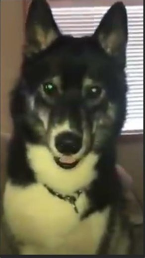 Huskies are the MOST INTERESTING dog breed