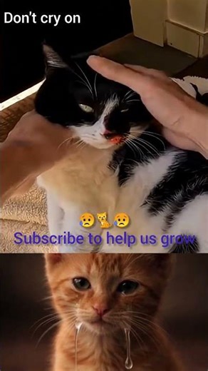 The snake is biting the cat. #cat #animallove #savecats #meow