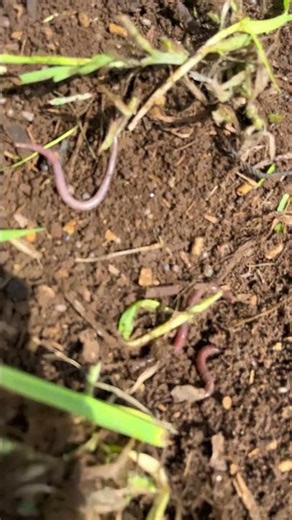 土の土壌。ミミズ🪱が大量に出てきた良い土なので胡瓜苗を植えてみよう